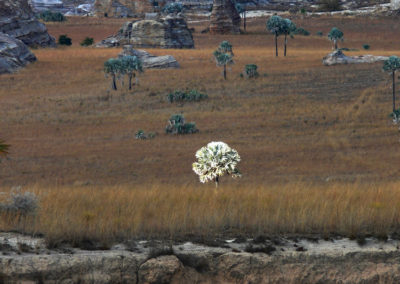 MADAGASCAR 2010