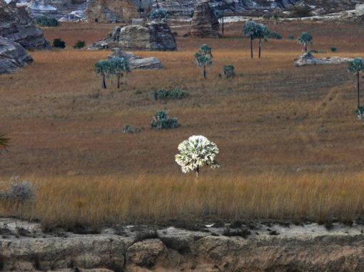 MADAGASCAR 2010