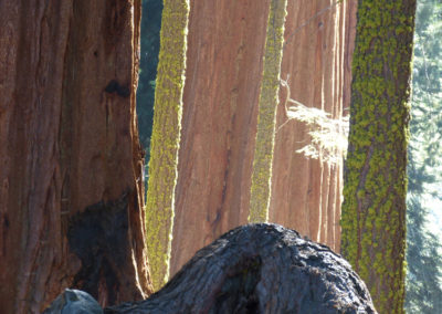 Sequoia Park USA 2012