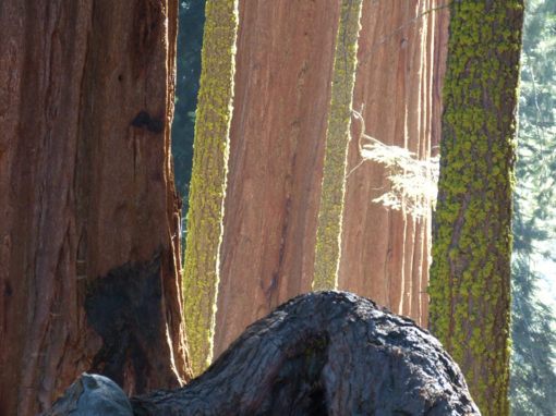 Sequoia Park USA 2012